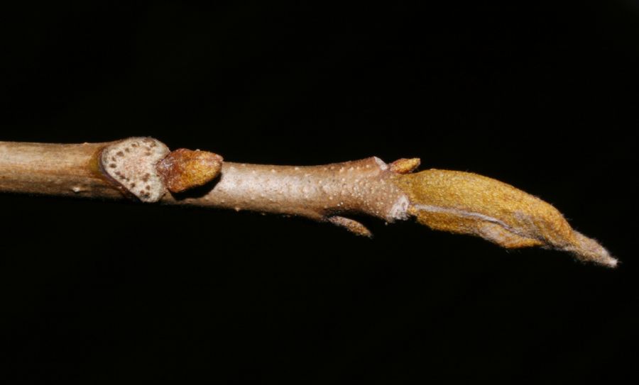 Juglandaceae Carya cordiformis