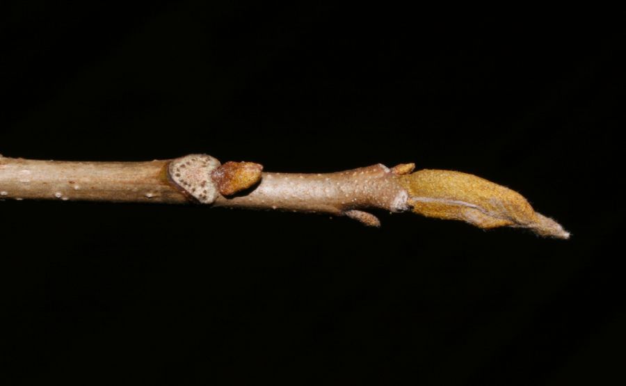 Juglandaceae Carya cordiformis