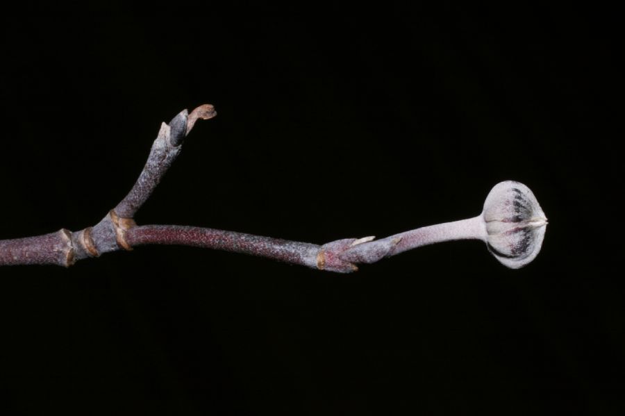 Cornaceae Cornus florida