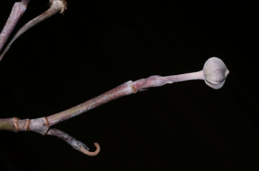 Cornaceae Cornus florida