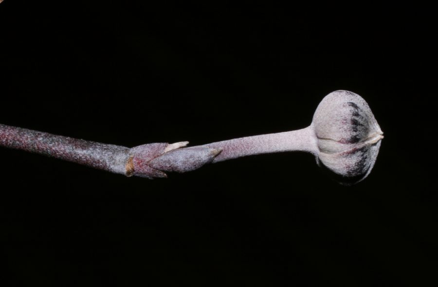 Cornaceae Cornus florida