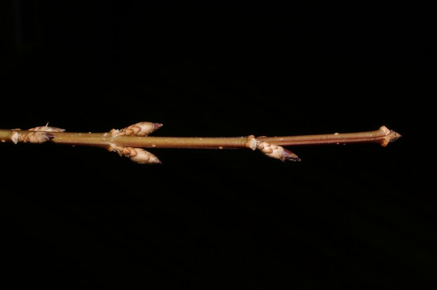 Oleaceae Forsythia suspensa