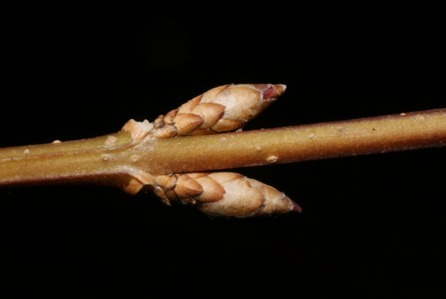 Oleaceae Forsythia suspensa