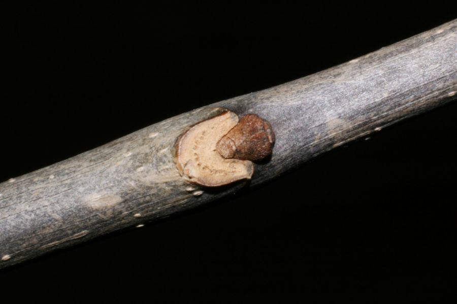 Oleaceae Fraxinus americana