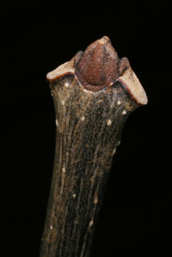 Oleaceae Fraxinus americana