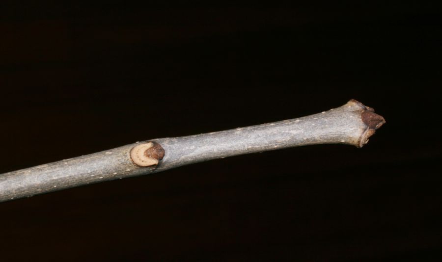 Oleaceae Fraxinus americana