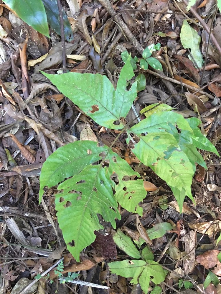 Tectariaceae Tectaria pilosa