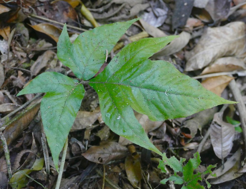 Tectariaceae Tectaria pilosa