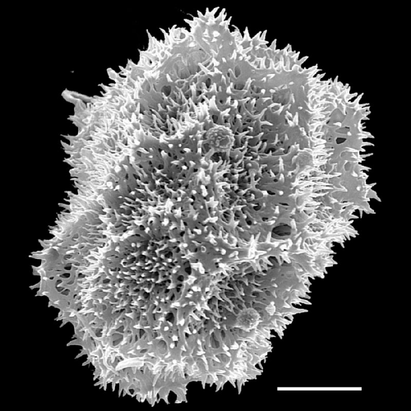 Oleandraceae Oleandra neriiformis