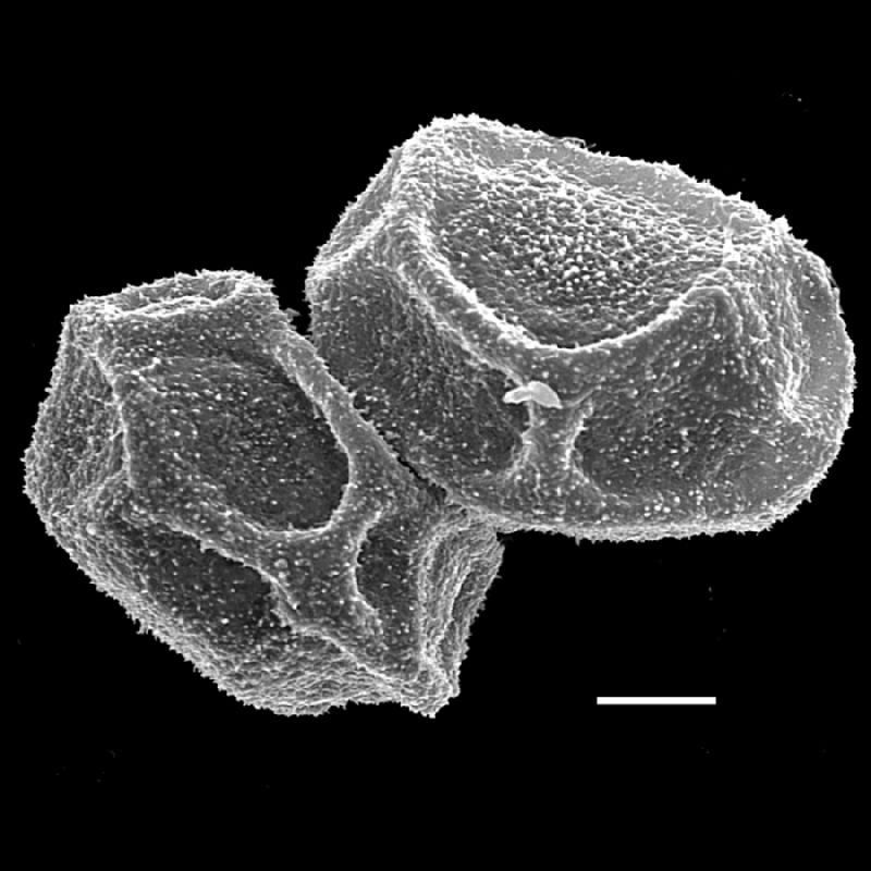 Oleandraceae Oleandra nodosa