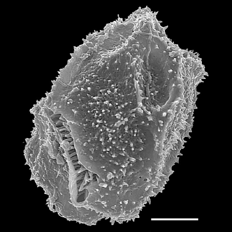 Oleandraceae Oleandra nodosa