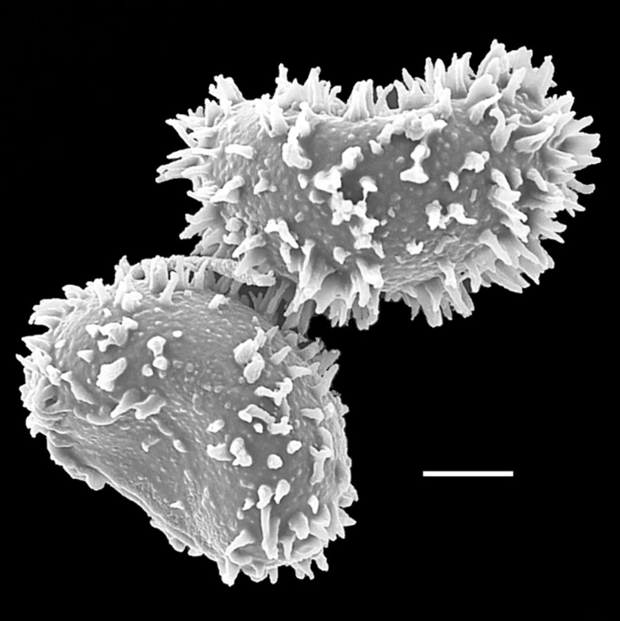 Dennstaedtiaceae Blotiella lindeniana