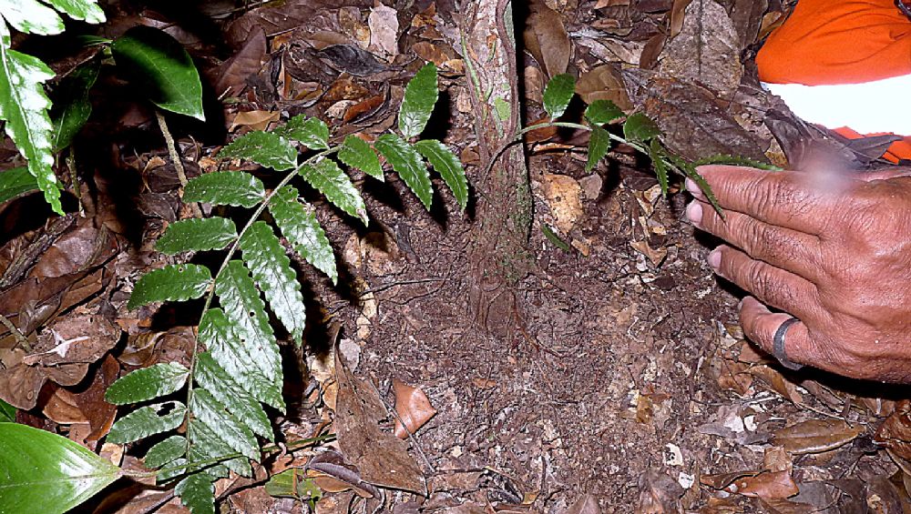 Dryopteridaceae Mickelia scandens