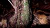 image of Mickelia scandens