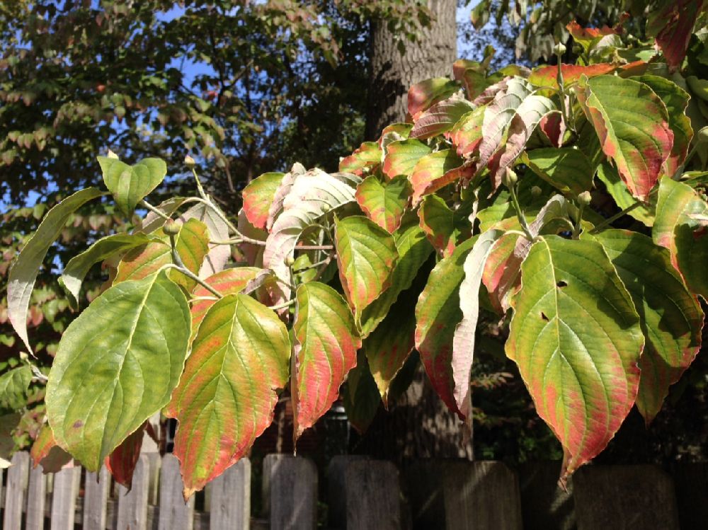 Cornaceae Cornus florida