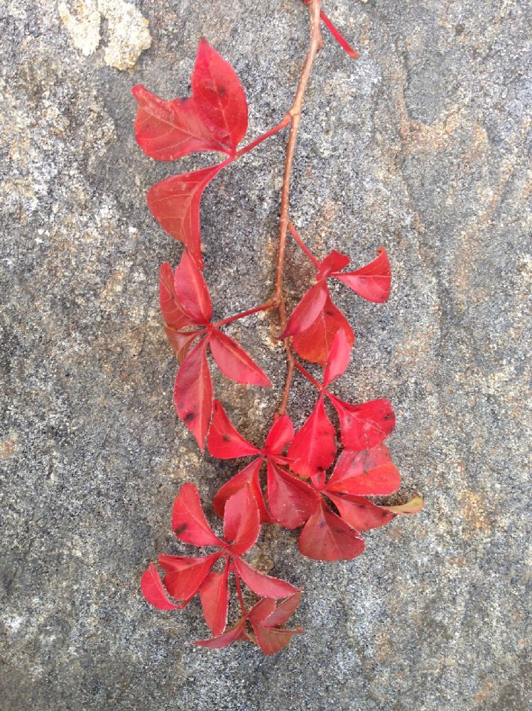 Vitaceae Parthenocissus quinquefolia