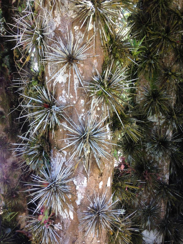 Cactaceae Pereskia 