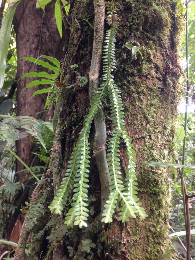 Lycopodiaceae Phlegmariurus dichaeoides