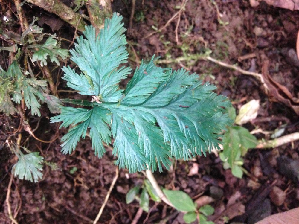 Hymenophyllaceae Trichomanes elegans