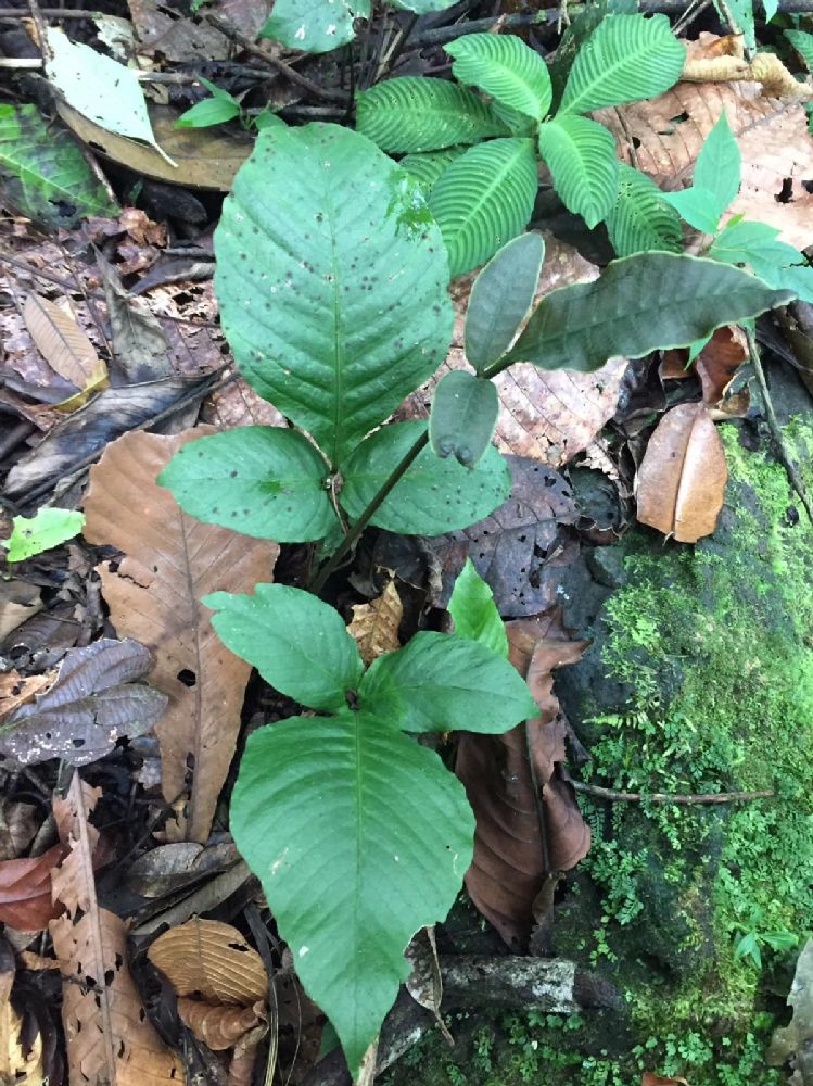 Dryopteridaceae Mickelia oligarchica