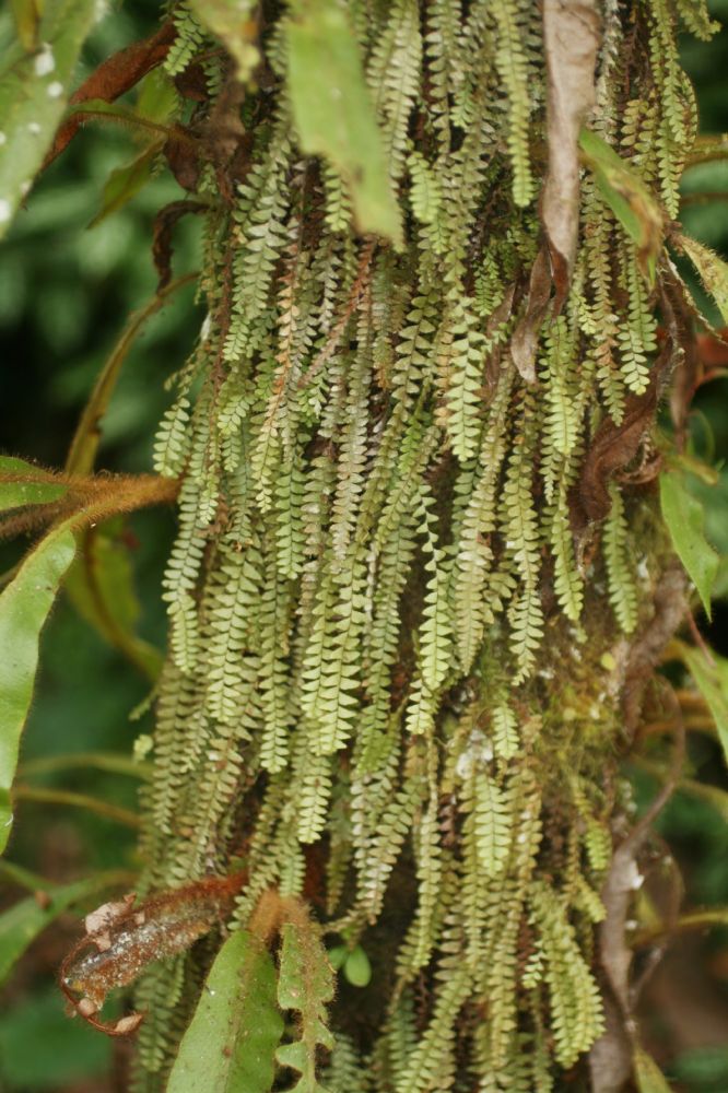 Polypodiaceae Alansmia senilis