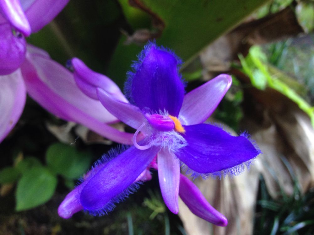 Commelinaceae Cochliostema odoratissimum