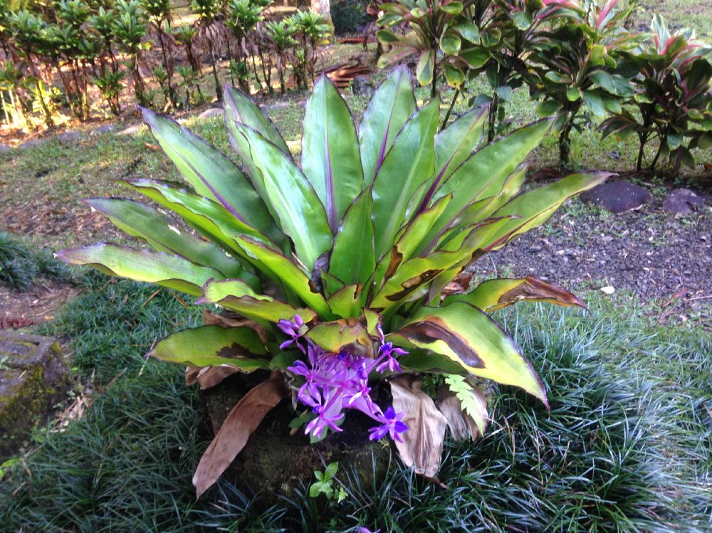 Commelinaceae Cochliostema odoratissimum