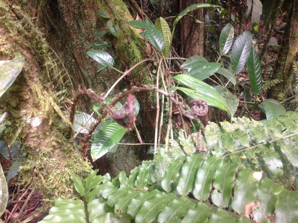 Lomariopsidaceae Lomariopsis vestita