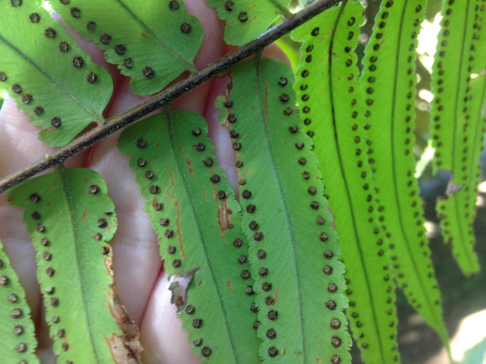 Nephrolepidaceae Nephrolepis biserrata