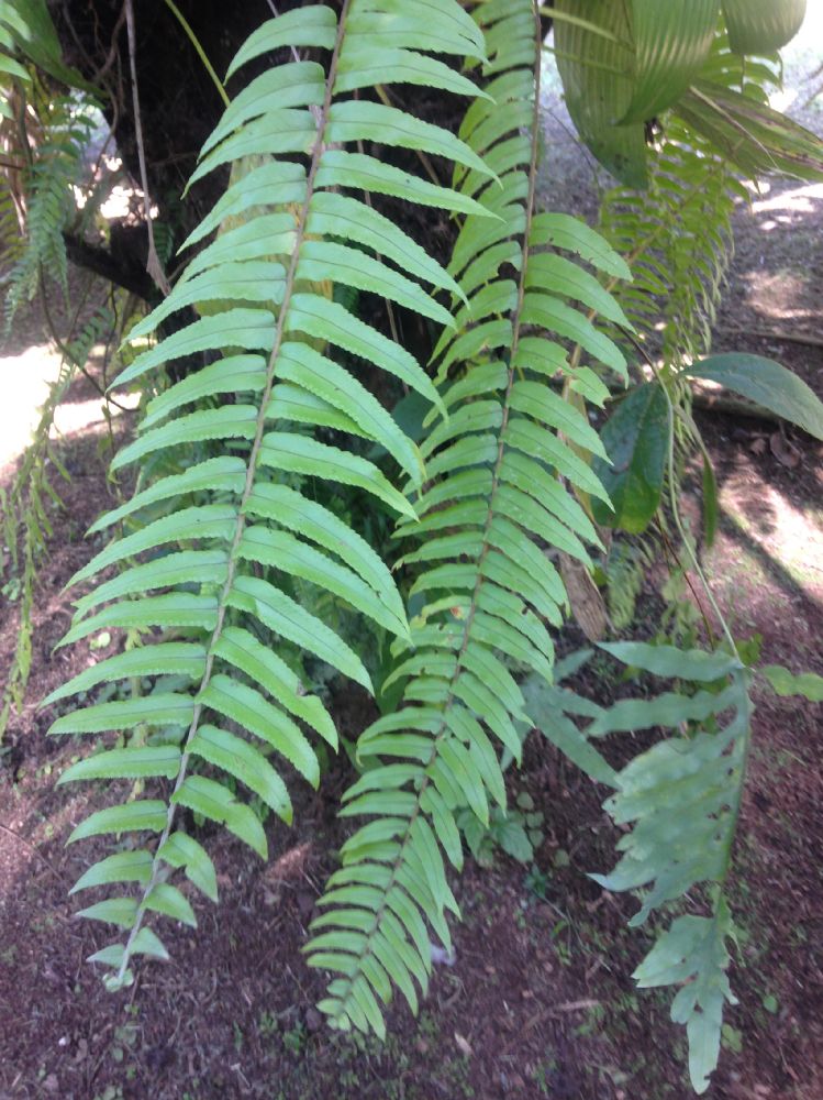 Nephrolepidaceae Nephrolepis biserrata