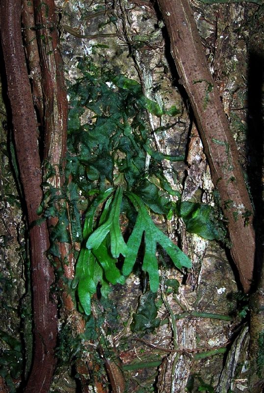 Lomariopsidaceae Lomariopsis vestita