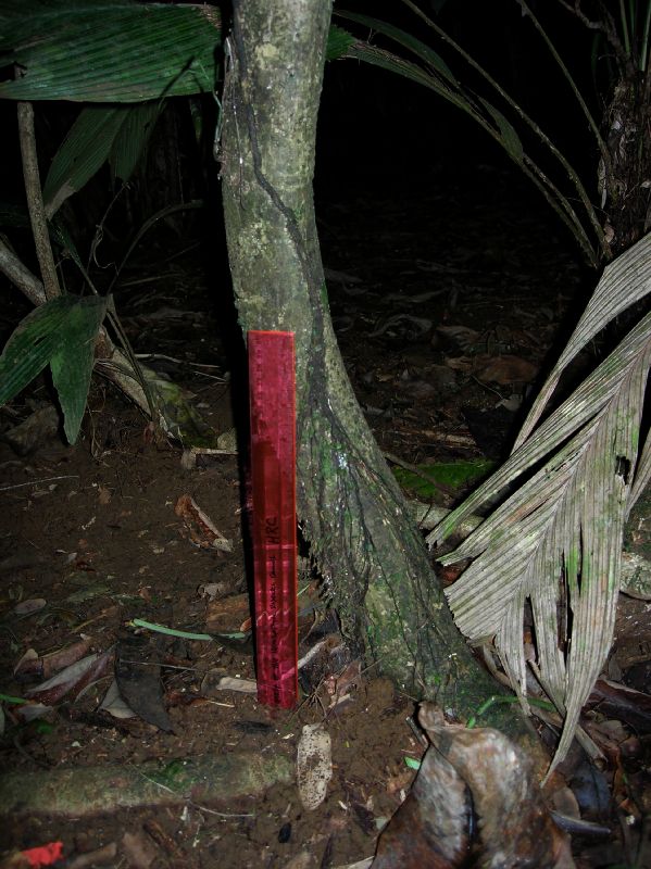 Lomariopsidaceae Lomariopsis vestita