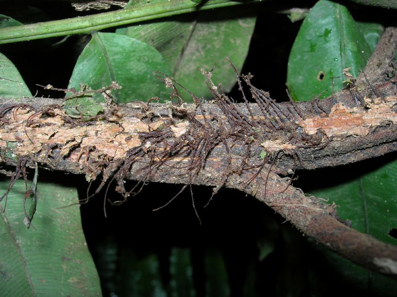 Lomariopsidaceae Lomariopsis japurensis