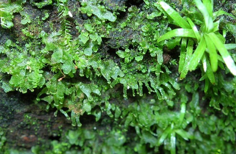 Pteridaceae Radiovittaria stipitata