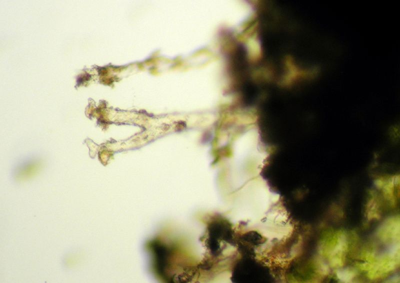 Aspleniaceae Hymenasplenium riparium