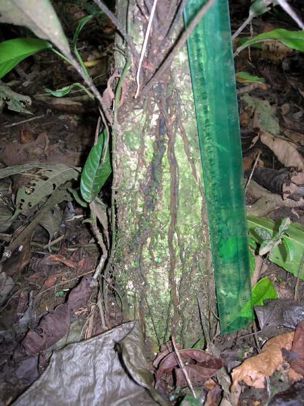 Lomariopsidaceae Mickelia nicotianifolia