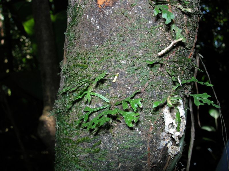 Lomariopsidaceae Lomariopsis vestita