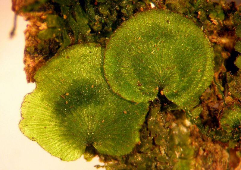 Hymenophyllaceae Didymoglossum punctatum