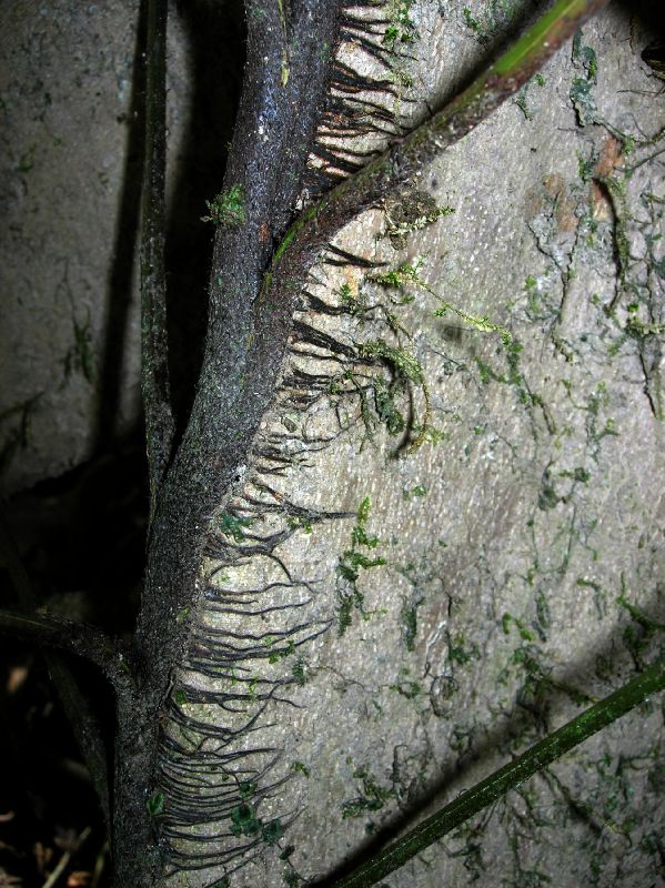 Lomariopsidaceae Lomariopsis japurensis