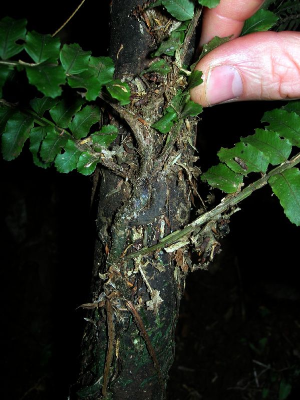 Lomariopsidaceae Lomariopsis vestita