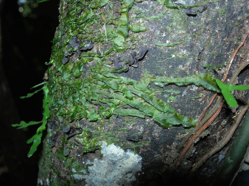 Lomariopsidaceae Lomariopsis vestita