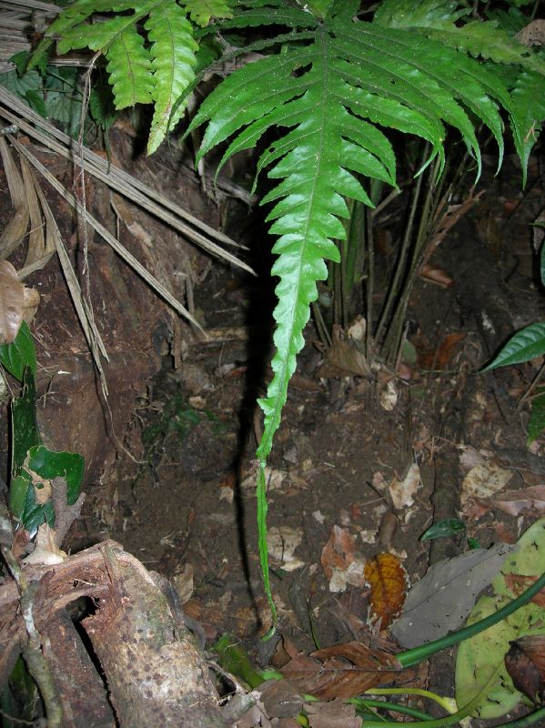 Lomariopsidaceae Bolbitis portoricensis