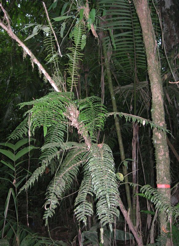 Lomariopsidaceae Lomariopsis vestita