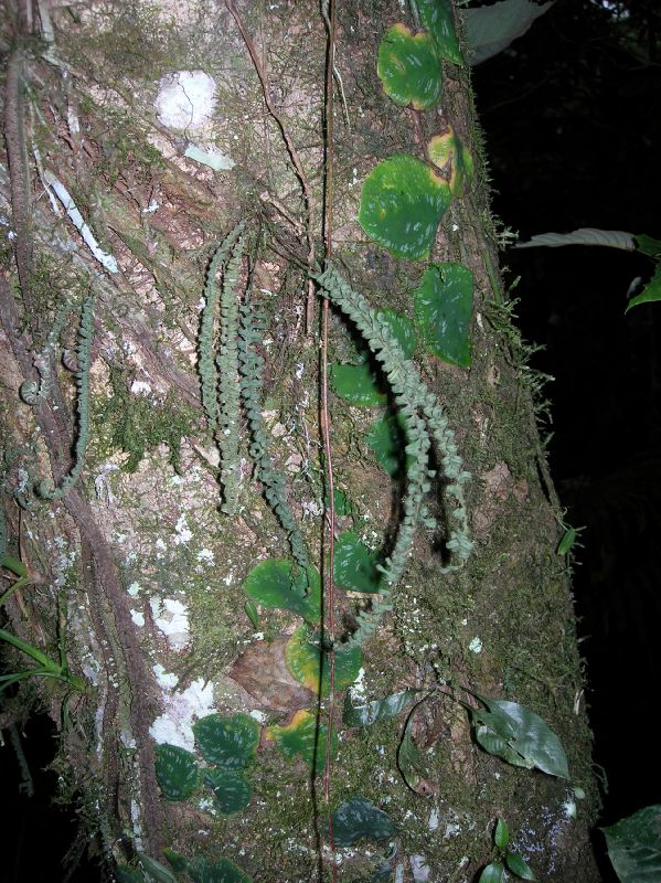 Polypodiaceae Pecluma hygrometrica