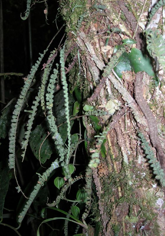 Polypodiaceae Pecluma hygrometrica