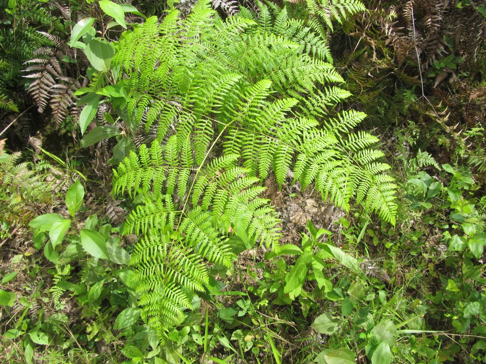 Dennstaedtiaceae Pteridium intermedium