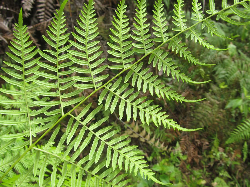 Dennstaedtiaceae Pteridium intermedium