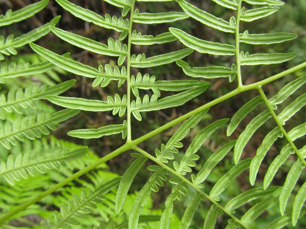 Dennstaedtiaceae Pteridium intermedium