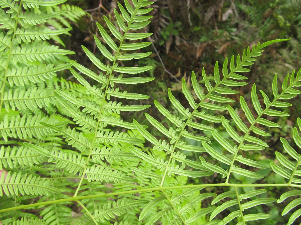 Dennstaedtiaceae Pteridium intermedium