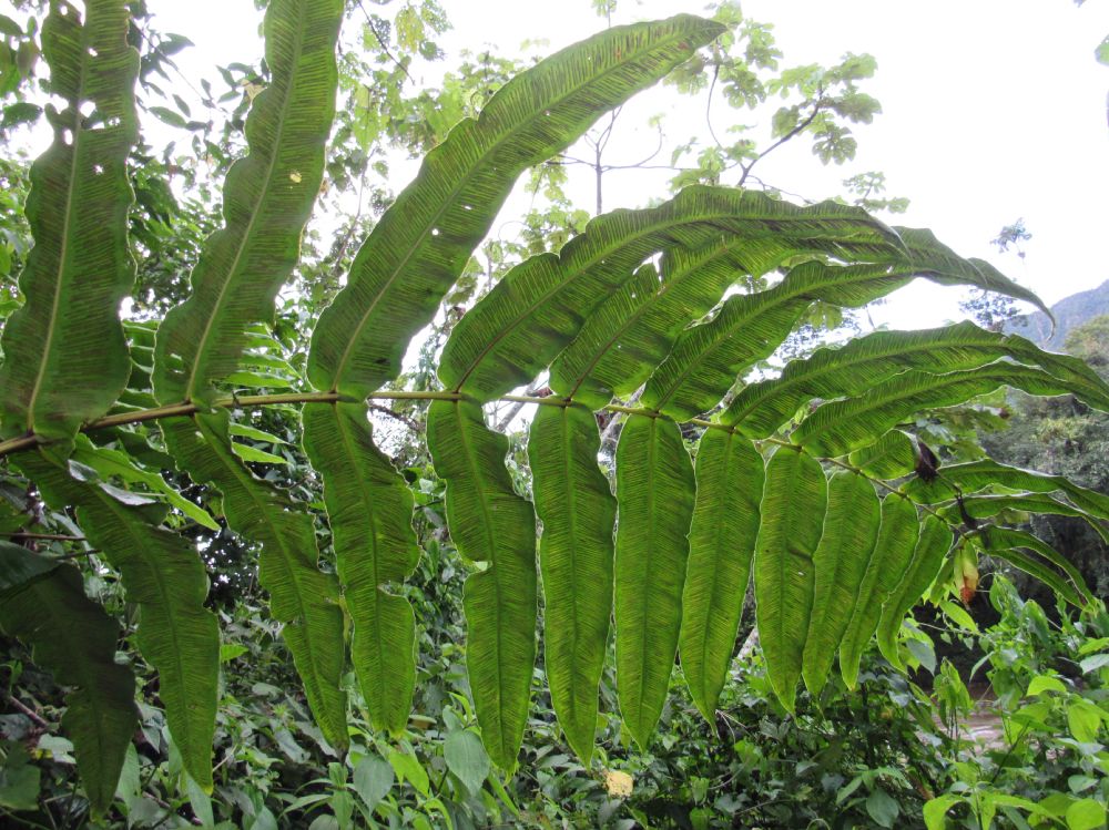 Diplaziopsidaceae Hemidictyum marginatum